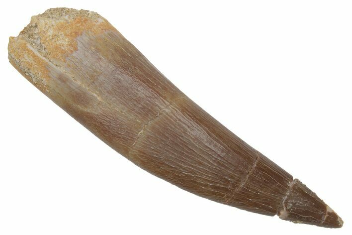 Fossil Plesiosaur (Zarafasaura) Tooth - Morocco #215858